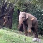Minneriya Project – An elephant in Minneriya