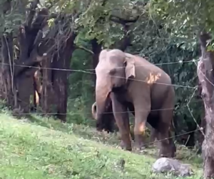 Minneriya Project – An elephant in Minneriya